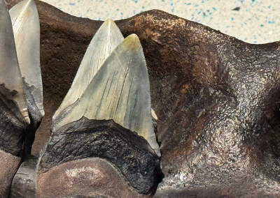 Megaladon teeth at Georgia Aquarium