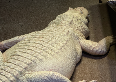 Albino alligator at Georgia Aquarium