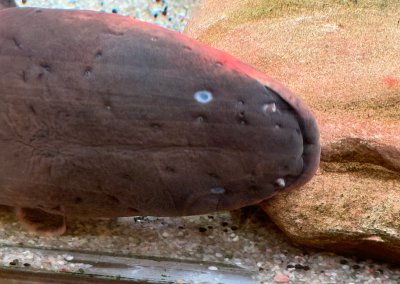 Electric eel at Georgia Aquarium