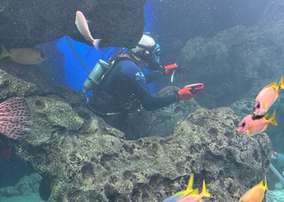 Diver in aquarium