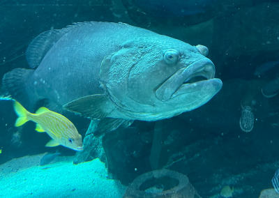 Grouper and other fish